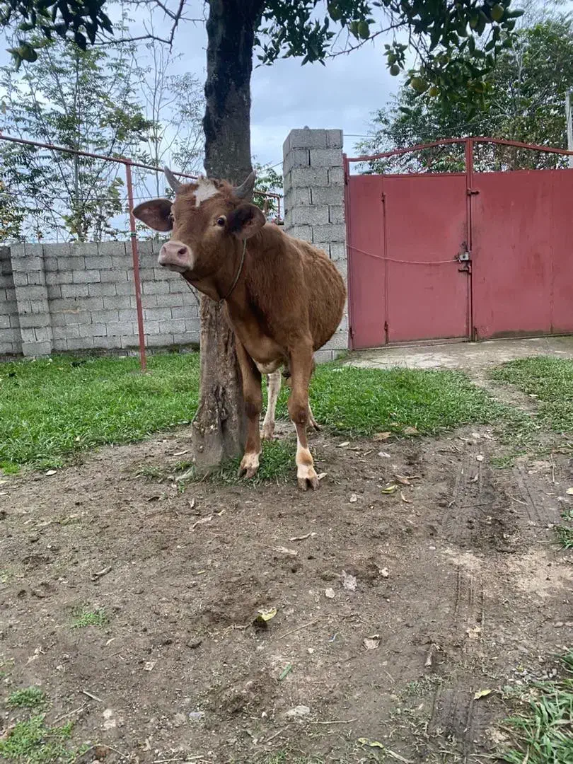 کوله چالوسی سر شاخ دار مناسب برای داشت|حیوانات مزرعه|گوراب زرمیخ, |دیوار