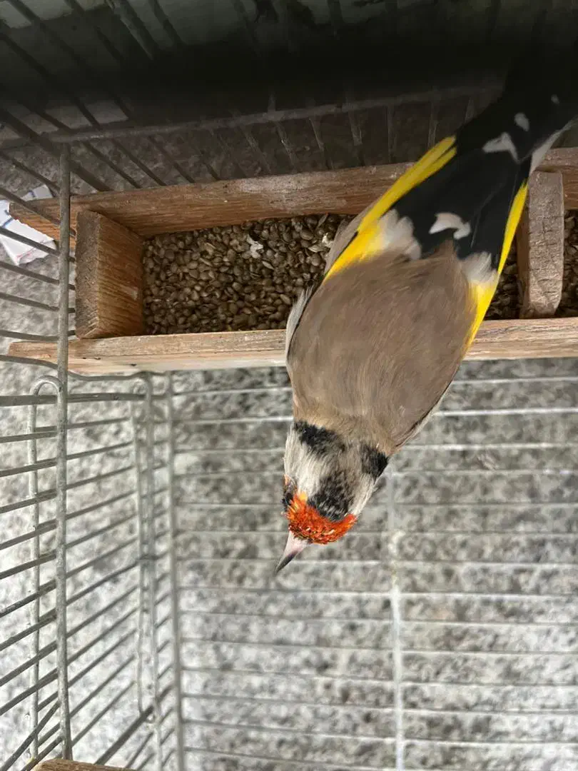 سهره|پرنده|شیراز, انجیر|دیوار