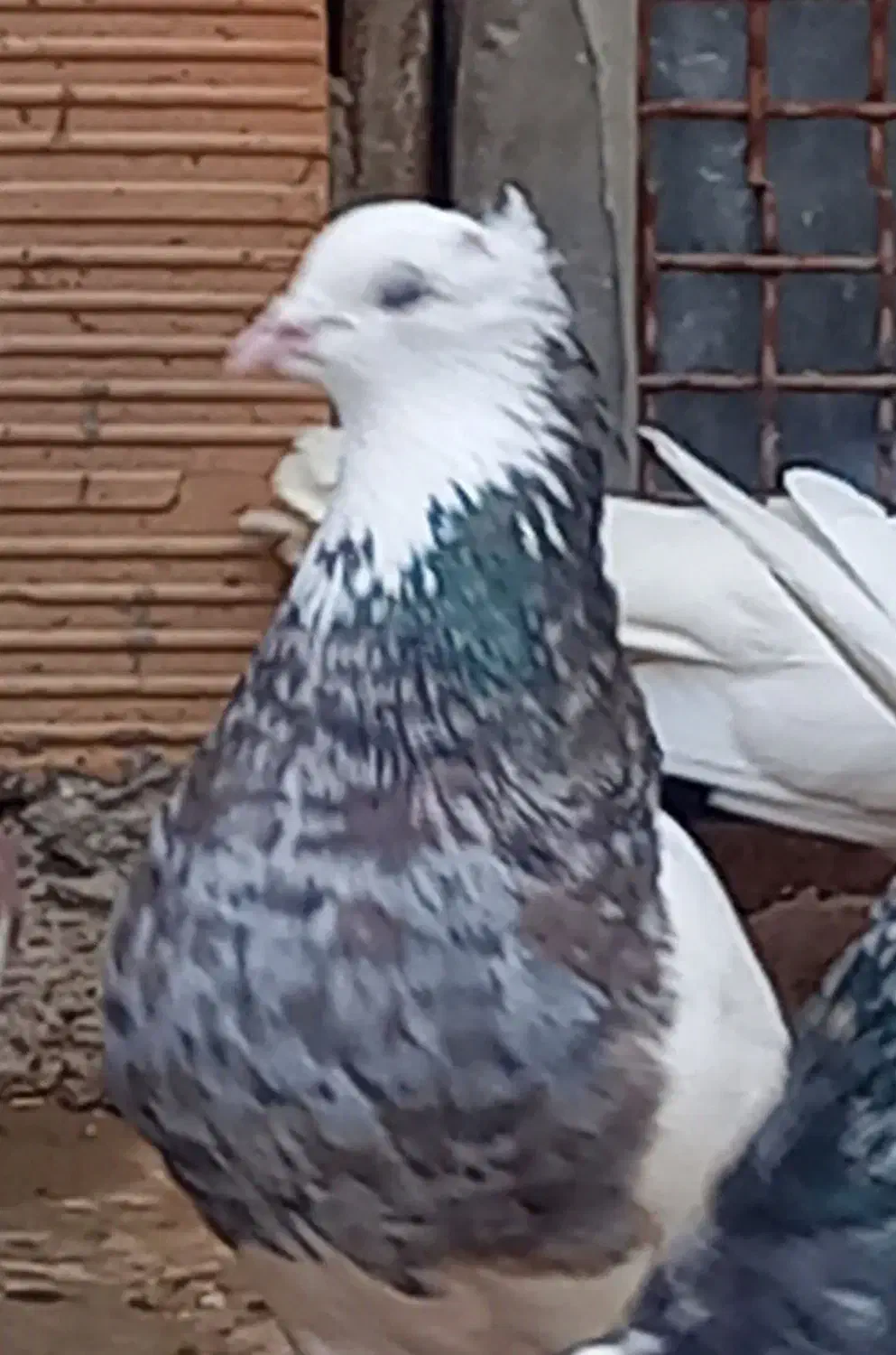 طوقی معمولی بدرنگ|پرنده|آزادشهر, |دیوار