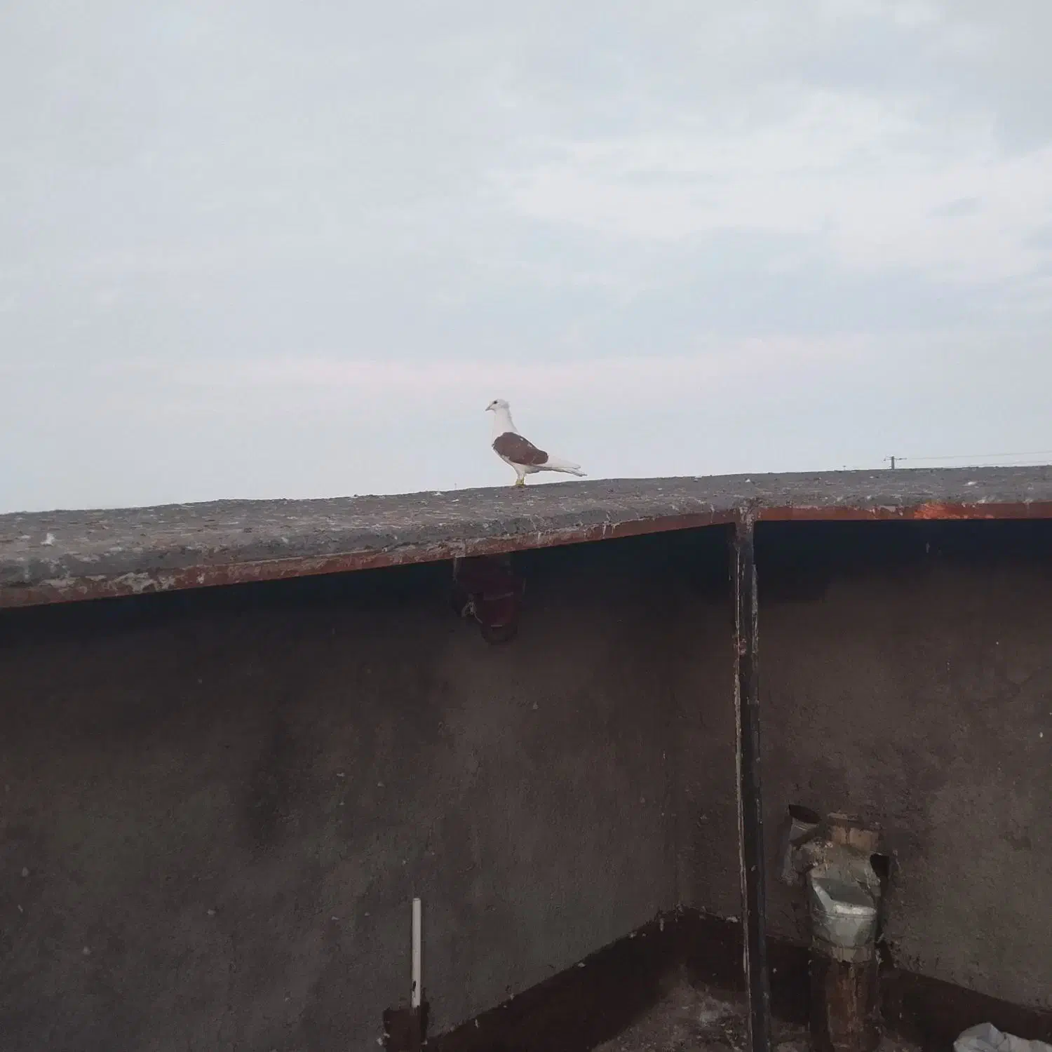 کفتر|پرنده|مشهد, طرق|دیوار