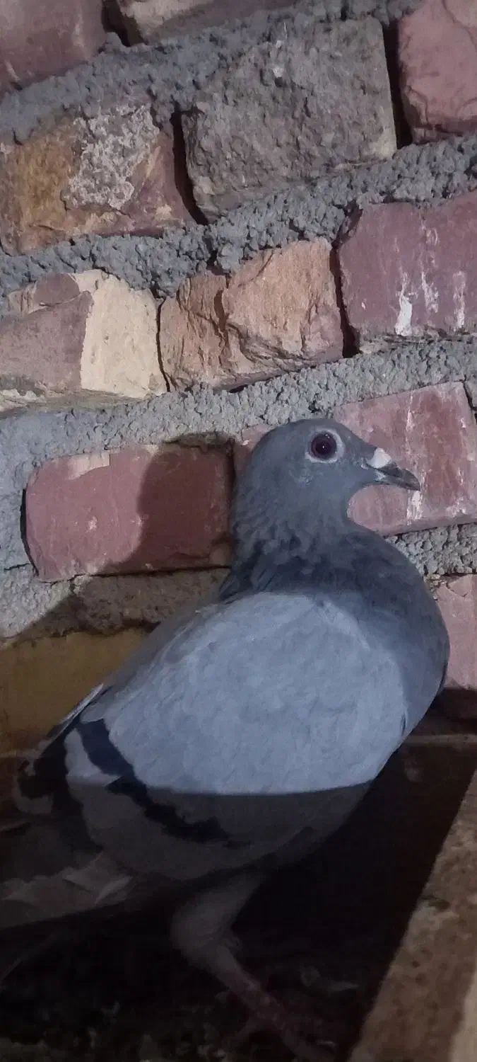 کبوتر|پرنده|نهبندان, |دیوار