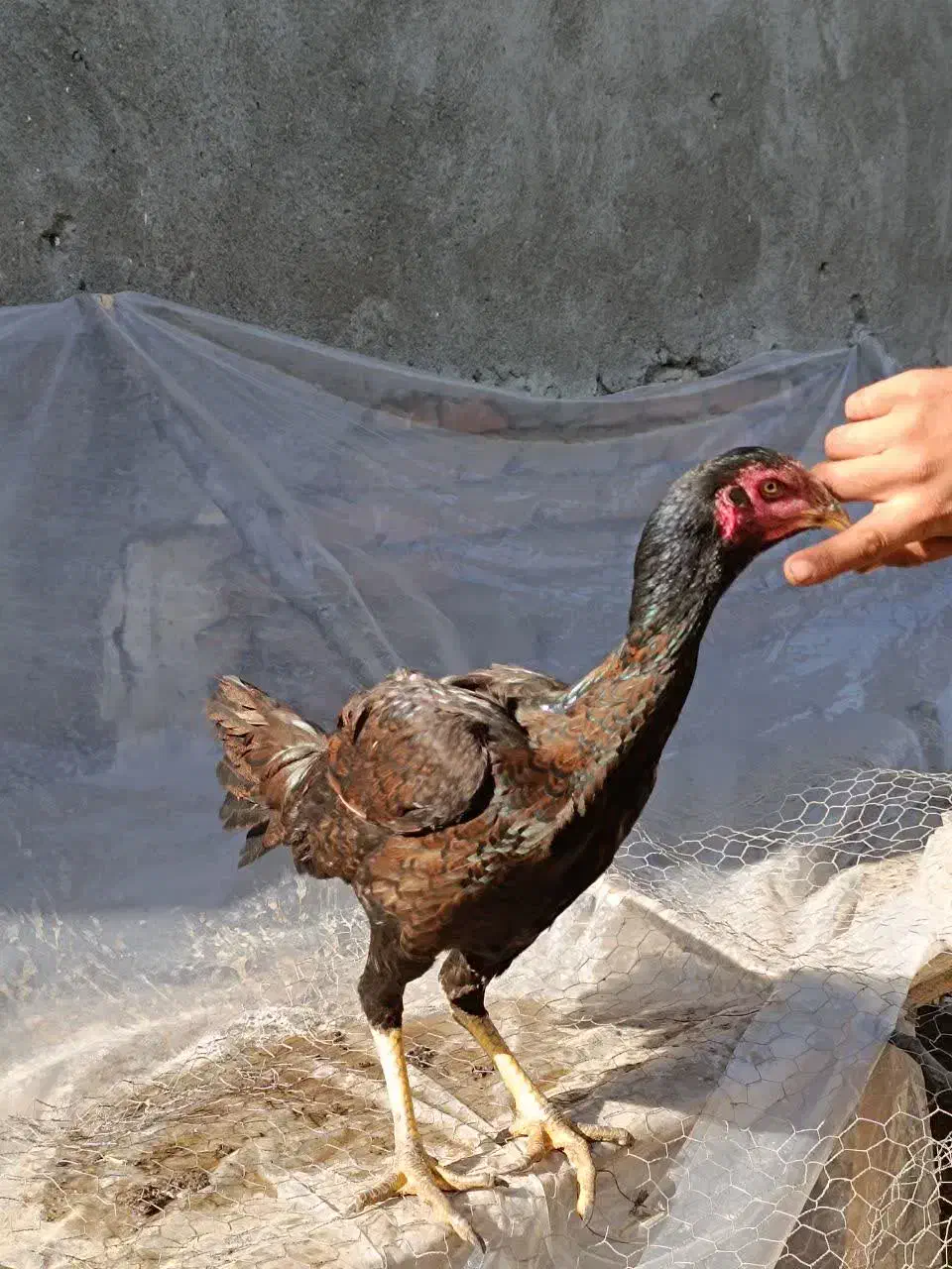 مرغ لاری یکسال|حیوانات مزرعه|محمودآباد, |دیوار