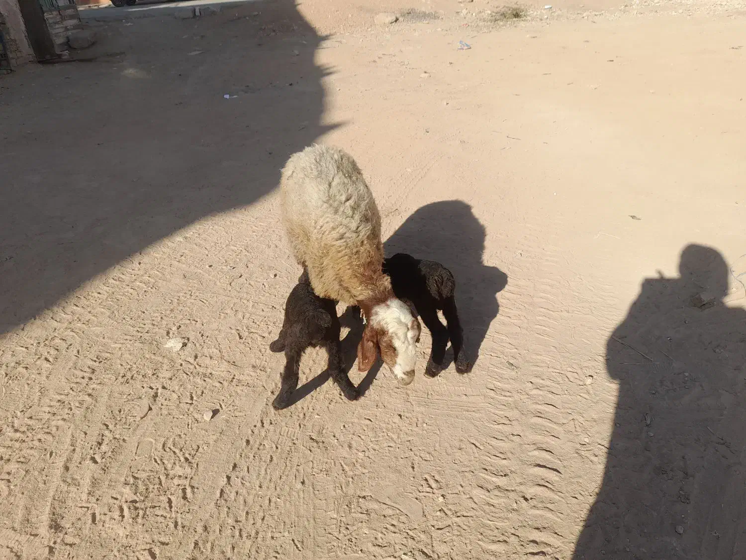 بره ی نر|حیوانات مزرعه|کوهدشت, |دیوار