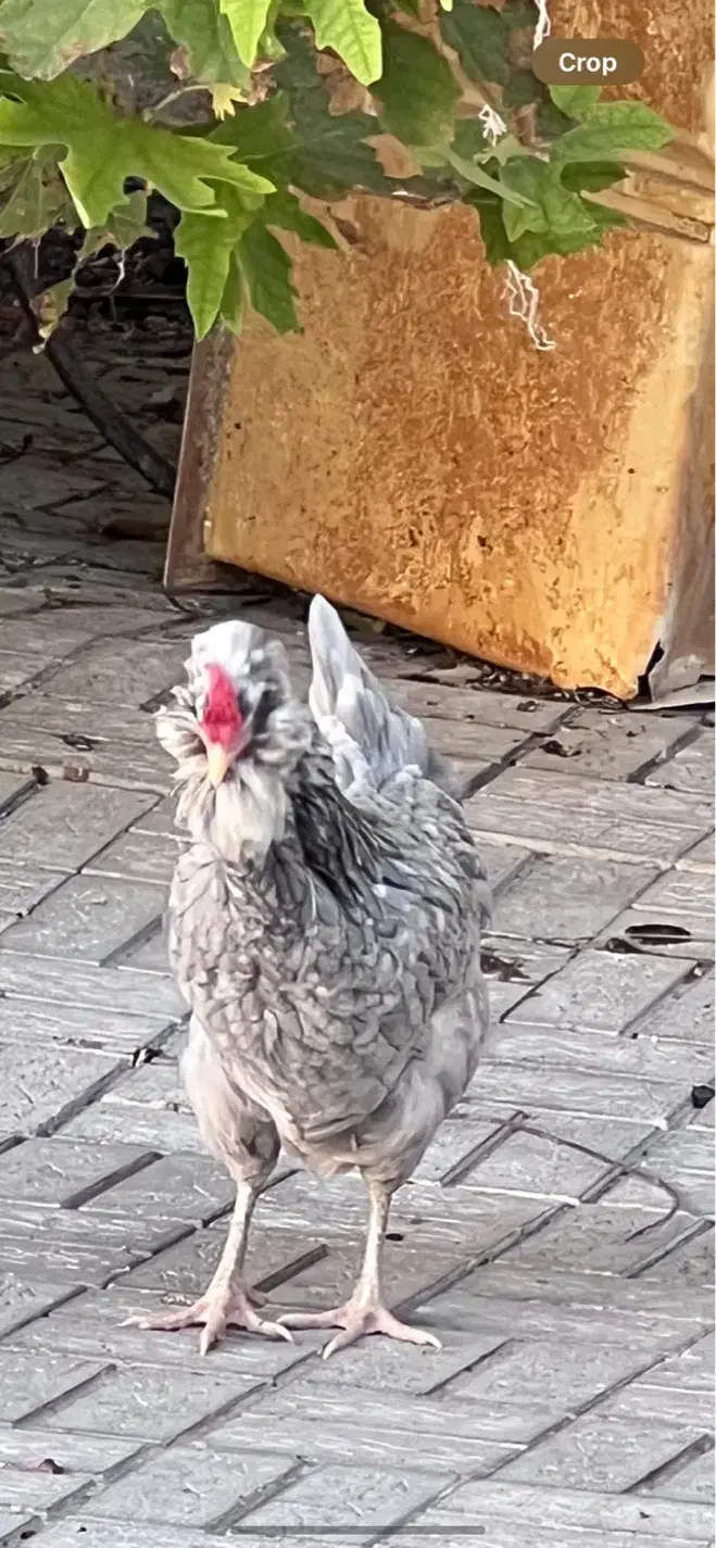 تخم مرغ گلین طوسی|حیوانات مزرعه|فیروزآباد (فارس), |دیوار