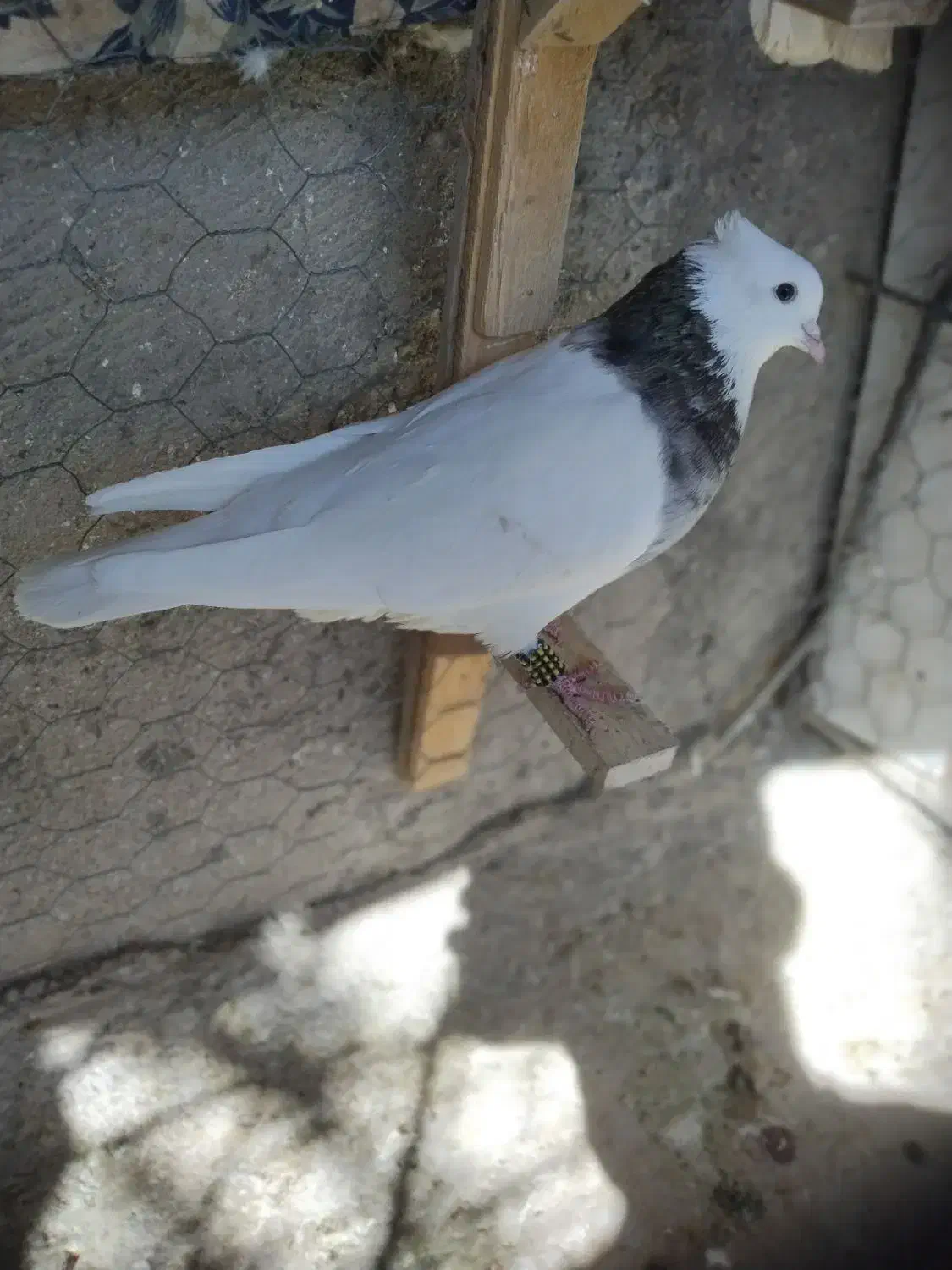 طوقی سور سفید|حیوانات|بم, |دیوار