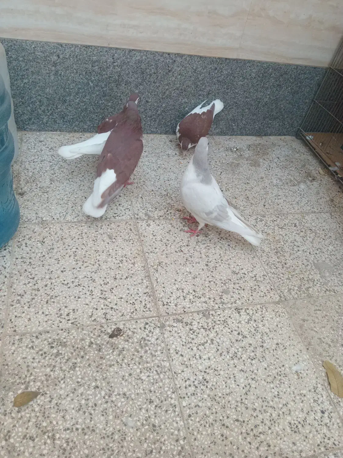 چهار عدد ساده|پرنده|نیشابور, شهرک اندیشه|دیوار