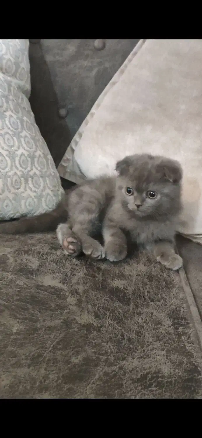 گربه اسکاتیش|گربه|گرگان, |دیوار