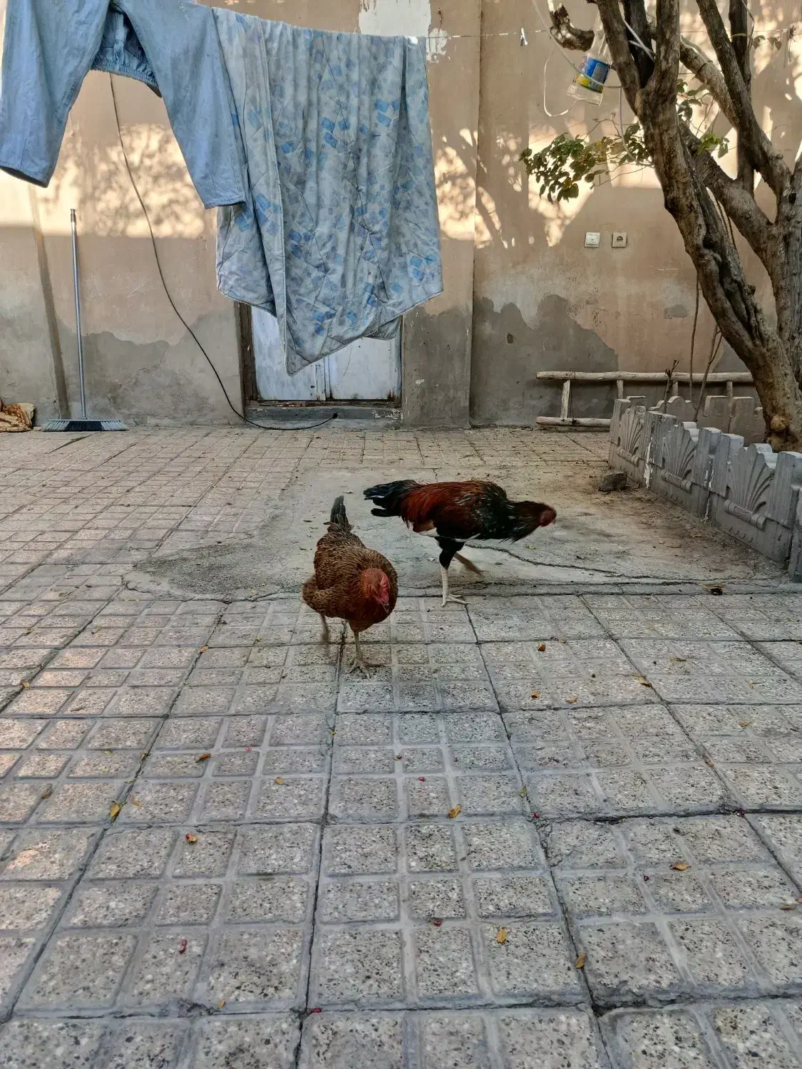 خرپس لاری جوان بامرغ تخمی جوان|حیوانات مزرعه|بیرجند, |دیوار