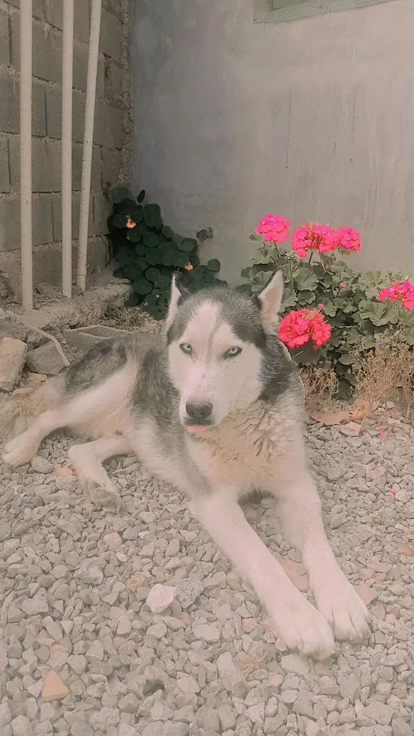 سگ هاسکی تعلیم دیده گوش بگیر|سگ|یاسوج, |دیوار