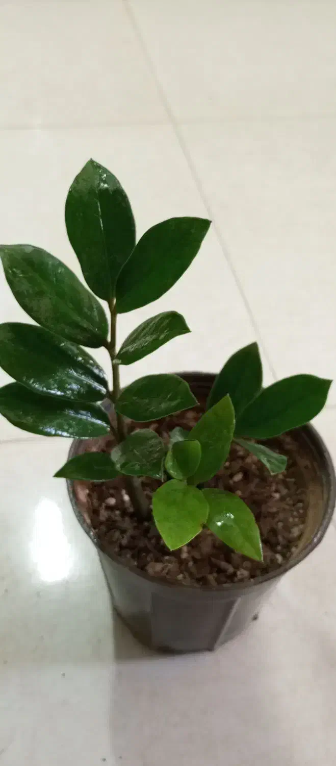 زاموفولیا قیمت مناسب|گل و گیاه طبیعی|طبس, |دیوار