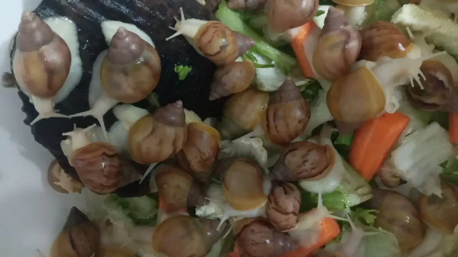 حلزون البینو|خزنده|پاکدشت, پاکدشت (مامازند)|دیوار