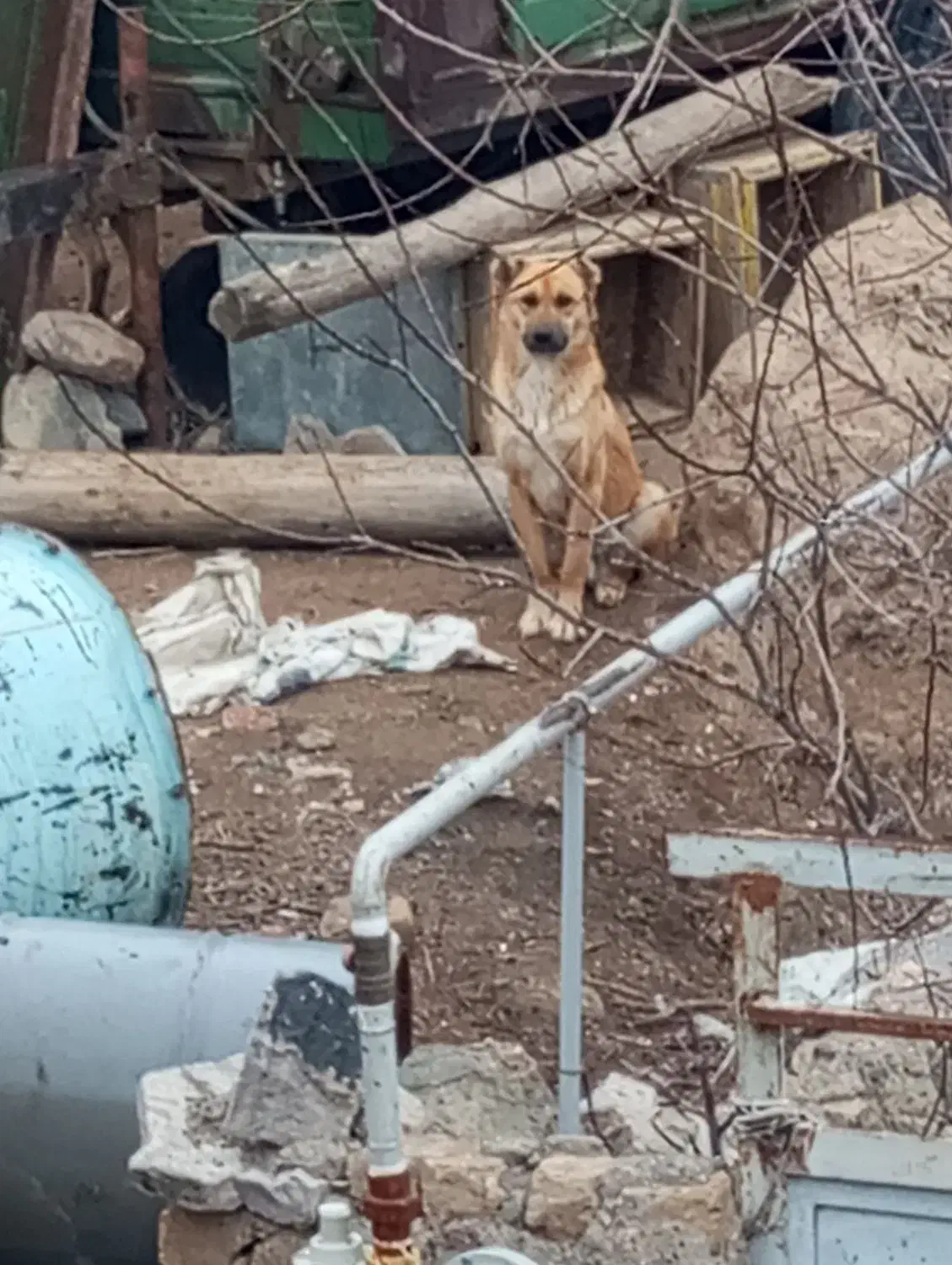 سگ سرابی|سگ|قره پشتلو, |دیوار