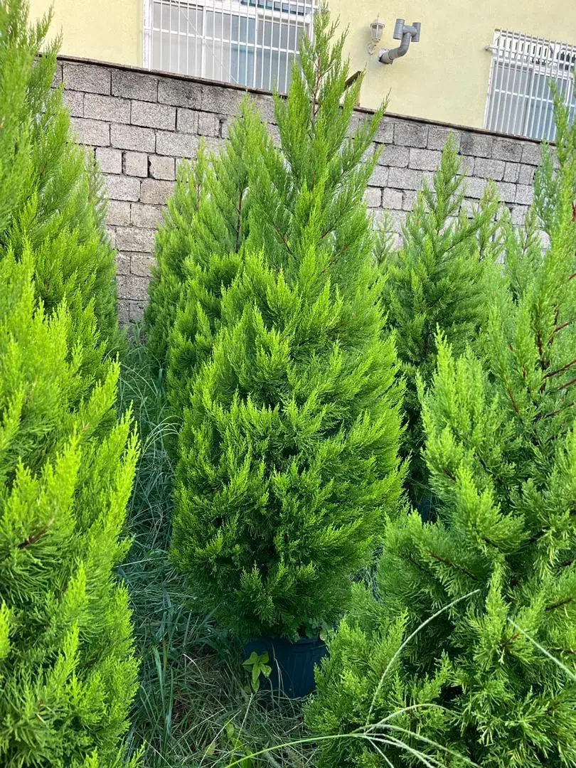 فروش لاوسون گلدانهای 12ونیمه|گل و گیاه طبیعی|چابکسر, |دیوار