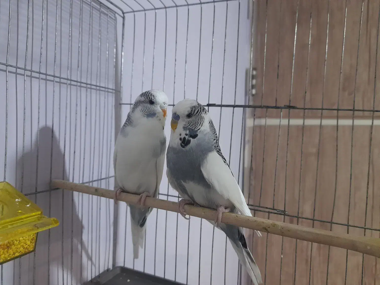 معاوضه کبوتر قناری مرغ عشق انگلیسی طوطی برزیلی|پرنده|محمدشهر, کوی بهار|دیوار