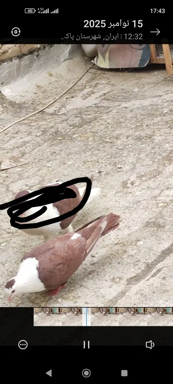 کبوتر.کفتر.گمشده|حیوانات|پاکدشت, پاکدشت (مامازند)|دیوار