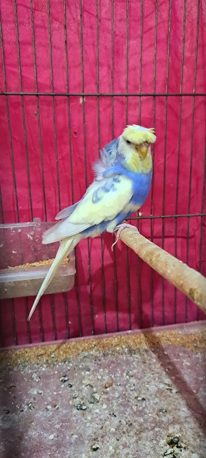 پروانه ای جفت فول فروش فوری|پرنده|سیرجان, |دیوار