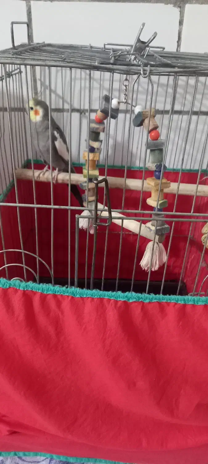 عروس هلندی نر سالم|پرنده|اراک, |دیوار