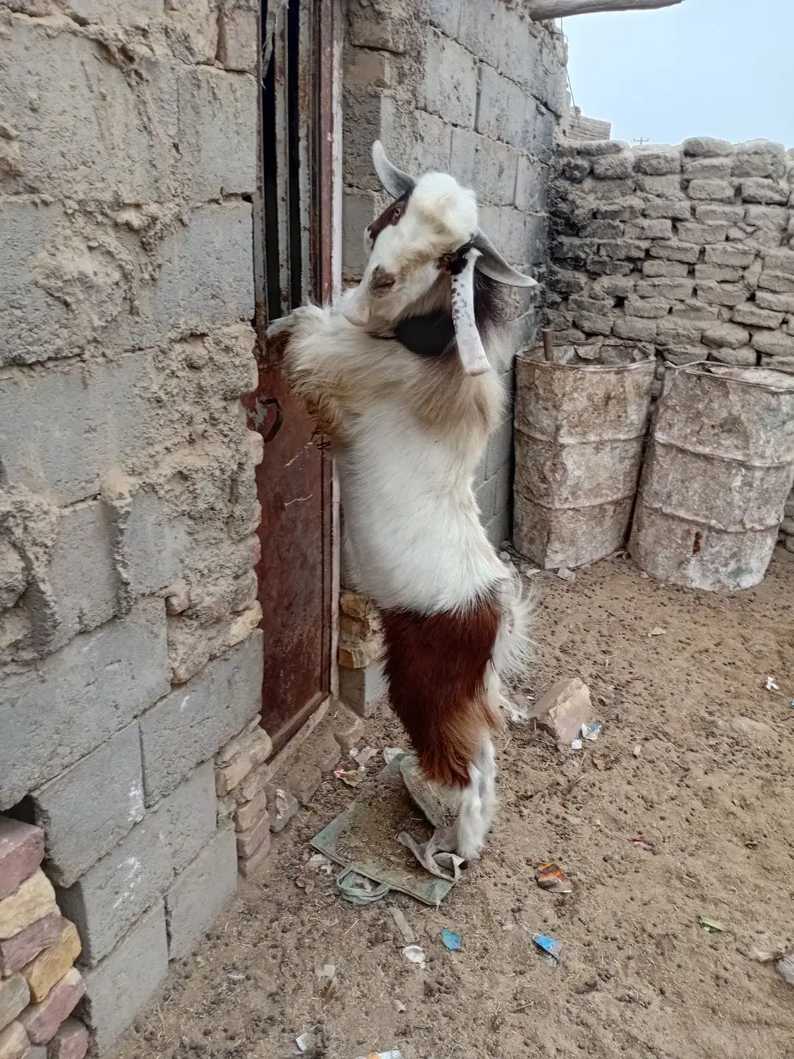 کهره نرچاق|حیوانات مزرعه|نیمروز, |دیوار