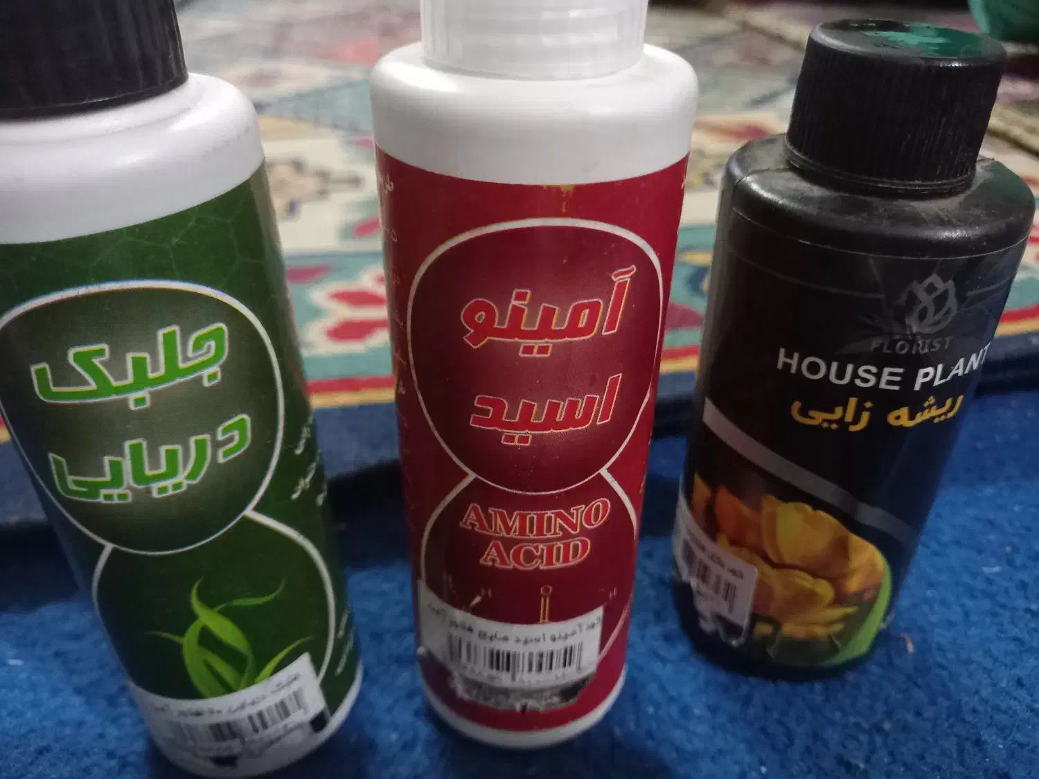 سینگونیوم ابلق|گل و گیاه طبیعی|بروجرد, |دیوار