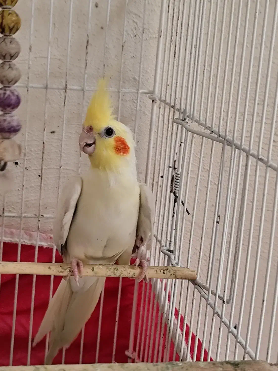 عروس هلندی سالم و خونگی|پرنده|اصفهان, سپاهانشهر|دیوار