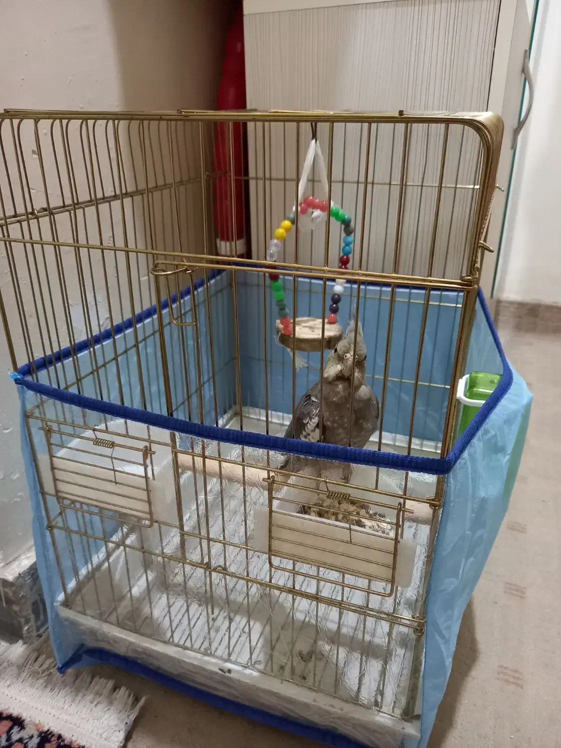 عروس هلندی با قفس|پرنده|بندر کنگان, |دیوار