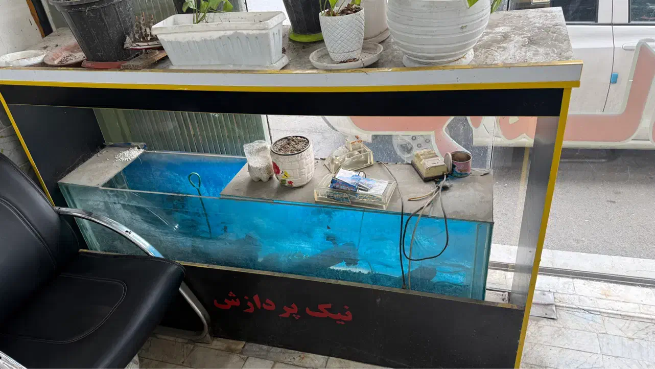 اکواریوم|ماهی|گرگان, |دیوار