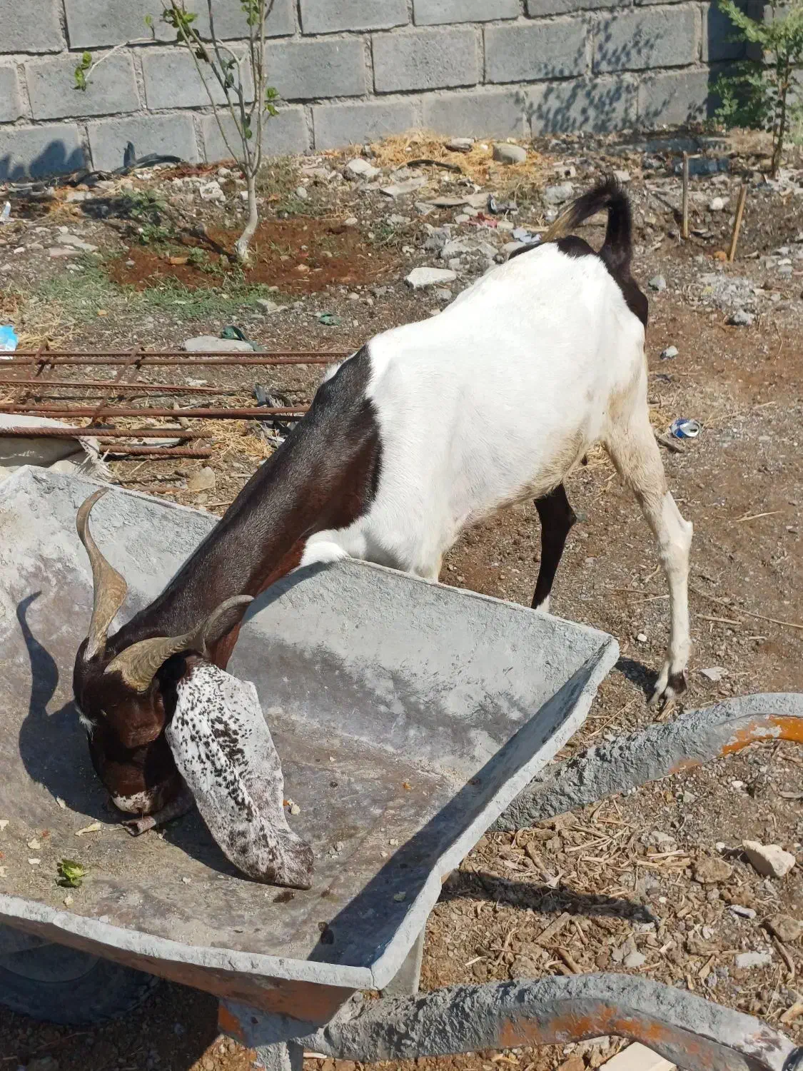 بز تالی پاکستانی آبستن وچپشت پاکستانی رودان|حیوانات مزرعه|بندرعباس, |دیوار