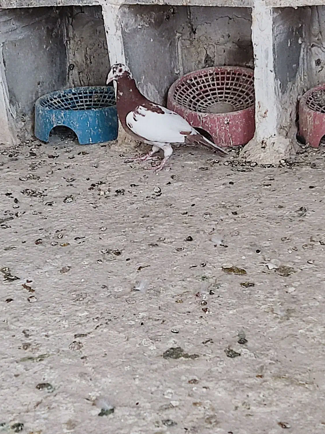 کبوتر میولمنز|پرنده|جره و بالاده, |دیوار