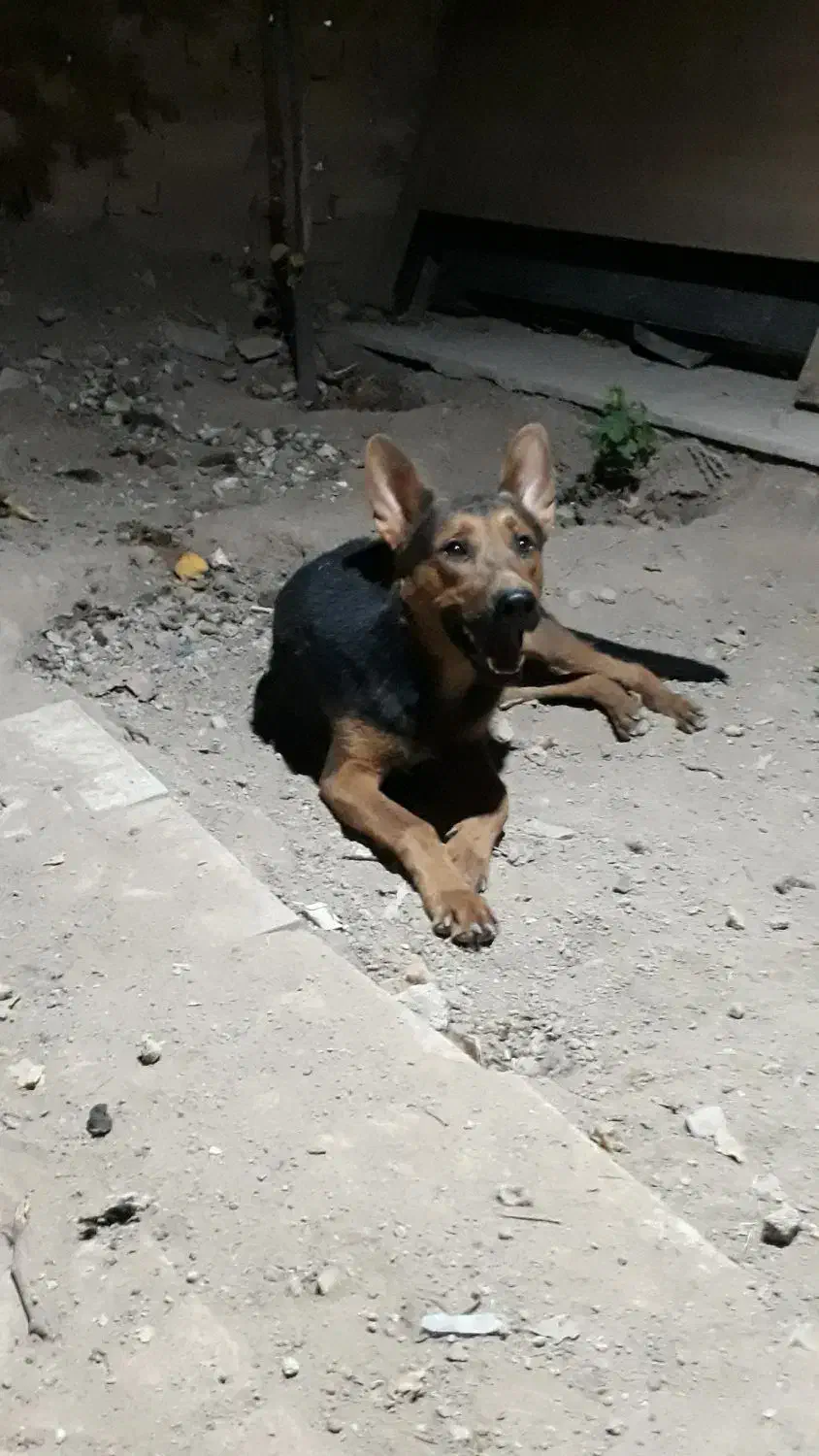 سگ نگهبان دوبرمن خوب|سگ|کرج, پیشاهنگی|دیوار