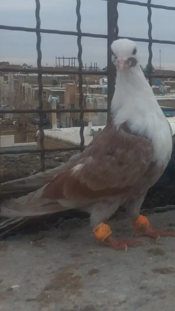 کله سفید|پرنده|سبزوار, جوادیه شرقی|دیوار