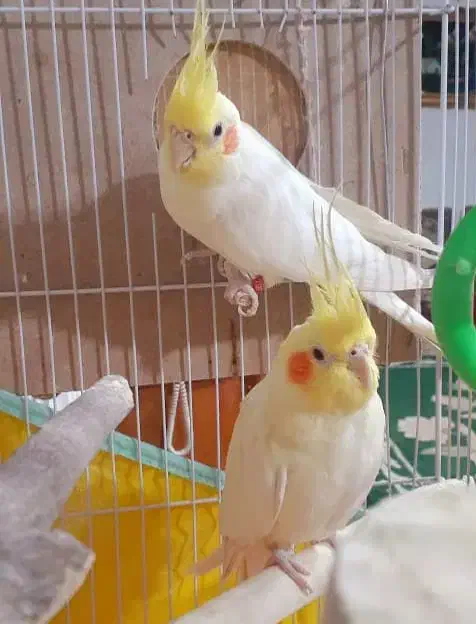 فروش یه جفت عروس هلندی مولد|پرنده|رفسنجان, |دیوار