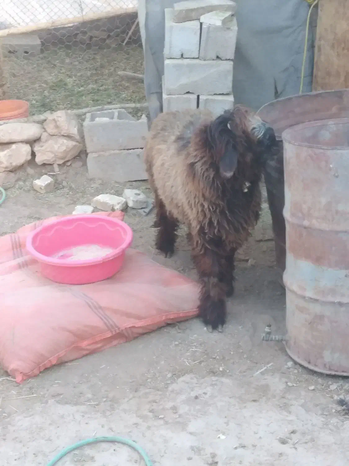 بره قوچی بختیاری|حیوانات مزرعه|بلداجی, |دیوار