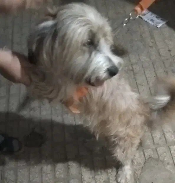 واگذاری ،معاوضه سگ شیتزو|سگ|اسلام‌شهر, مطهری|دیوار