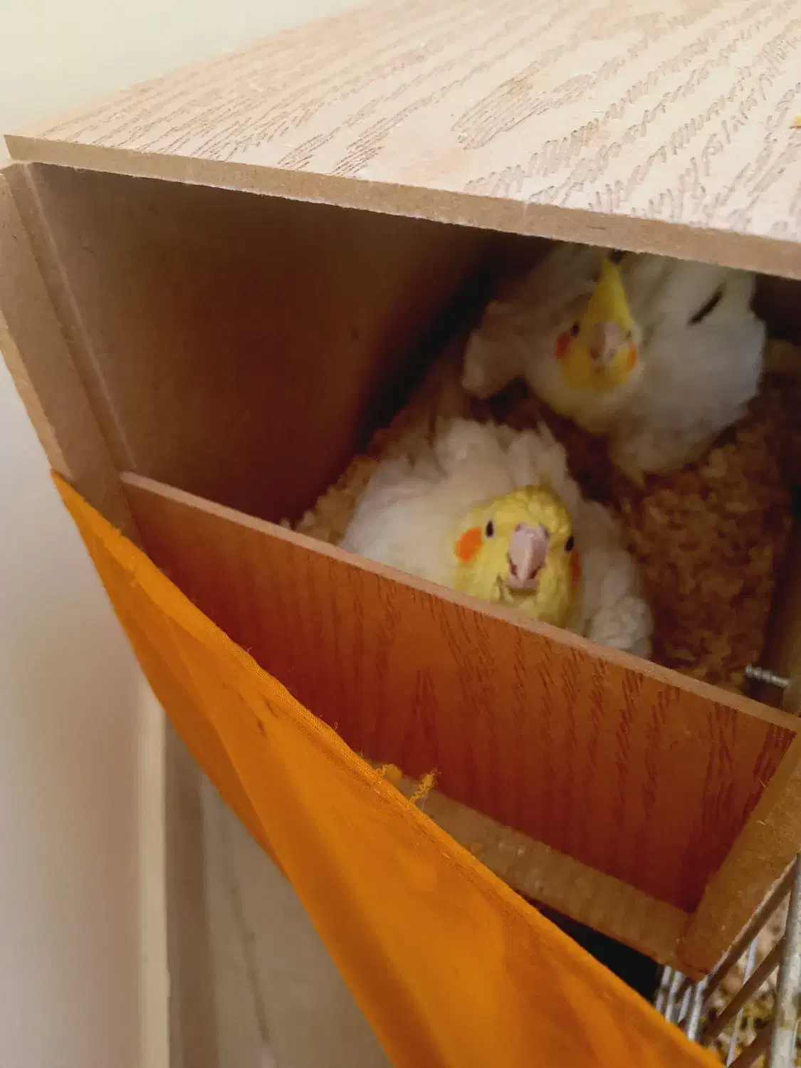 عروس هلندی با سه تا تخم|پرنده|تهران, وحیدیه|دیوار