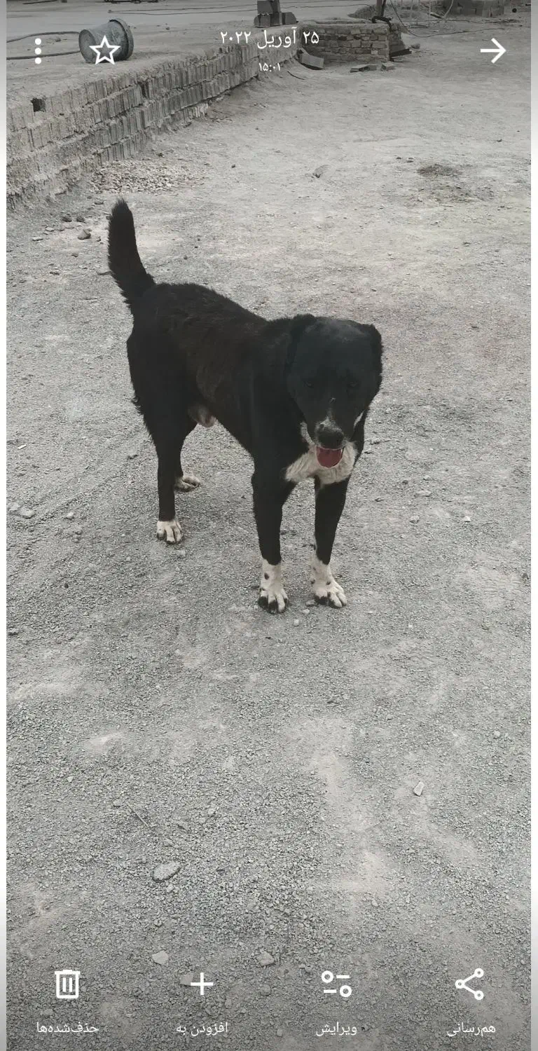 سگ -گمشده|حیوانات|بومهن, |دیوار