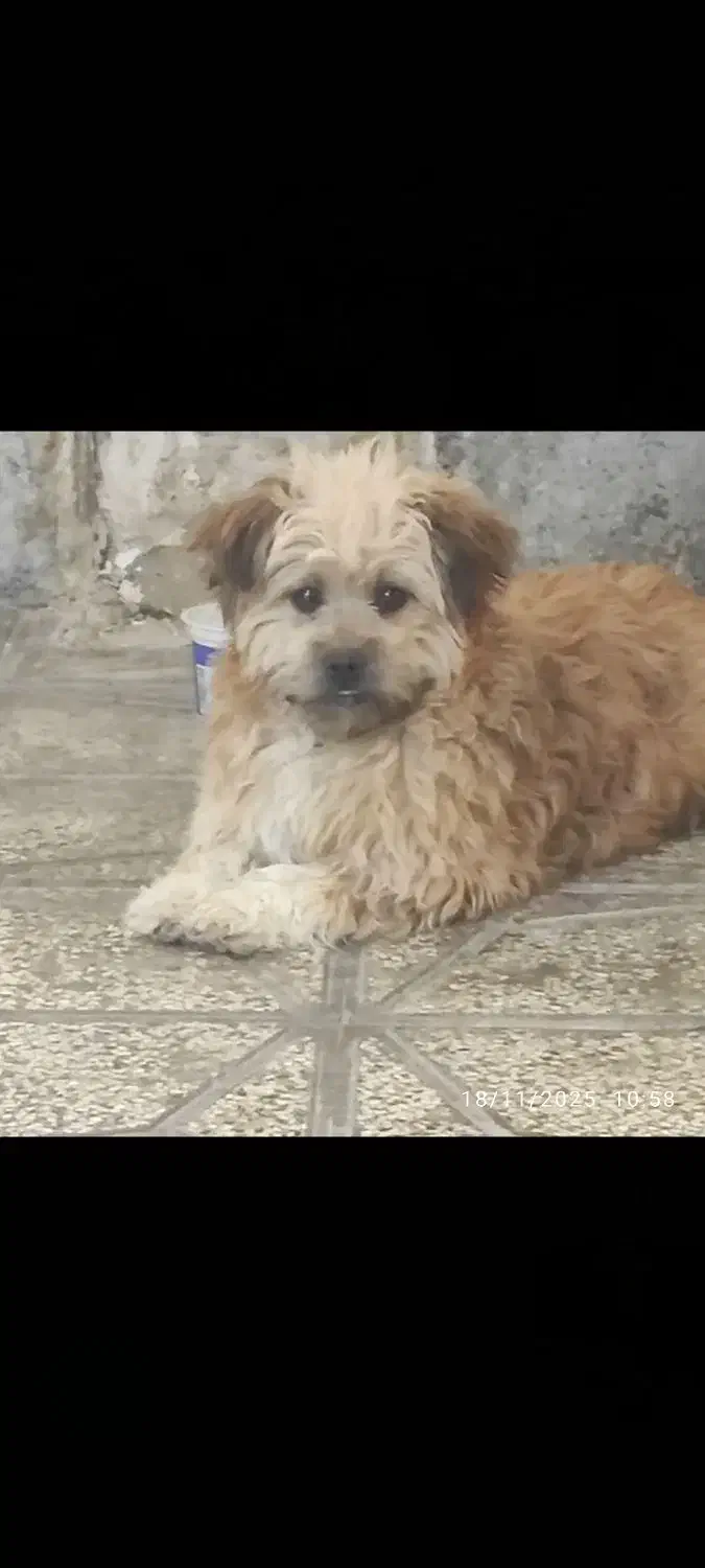 حیوانات خانگی|سگ|مرودشت, ژیان|دیوار