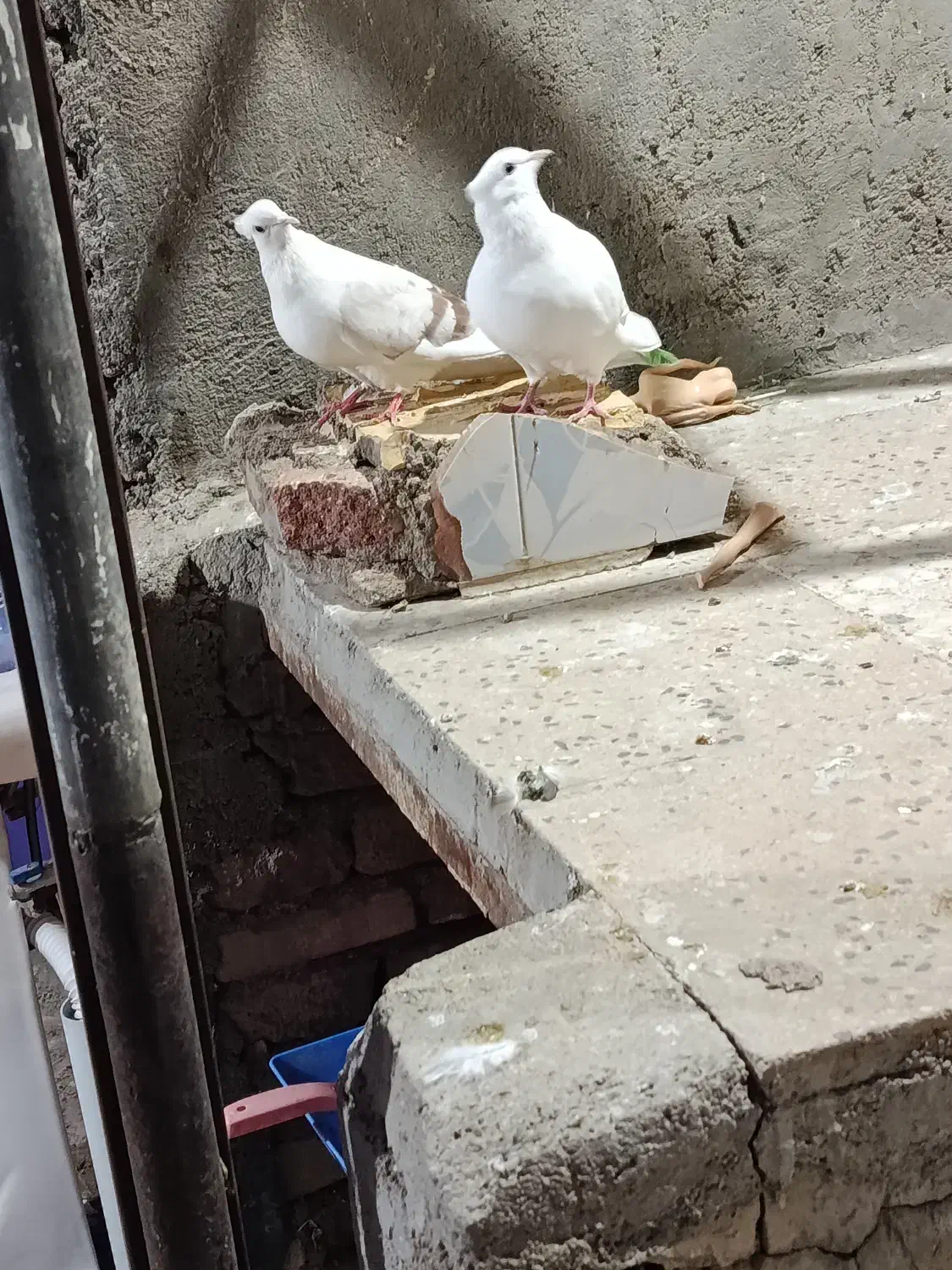 کبوتر|پرنده|بروجرد, |دیوار