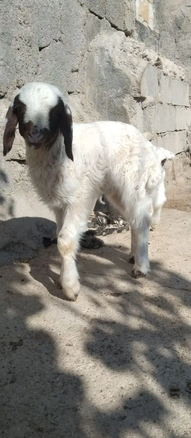 بره نر ماده سنجابی اصیل در میراباد|حیوانات مزرعه|جوانرود, |دیوار