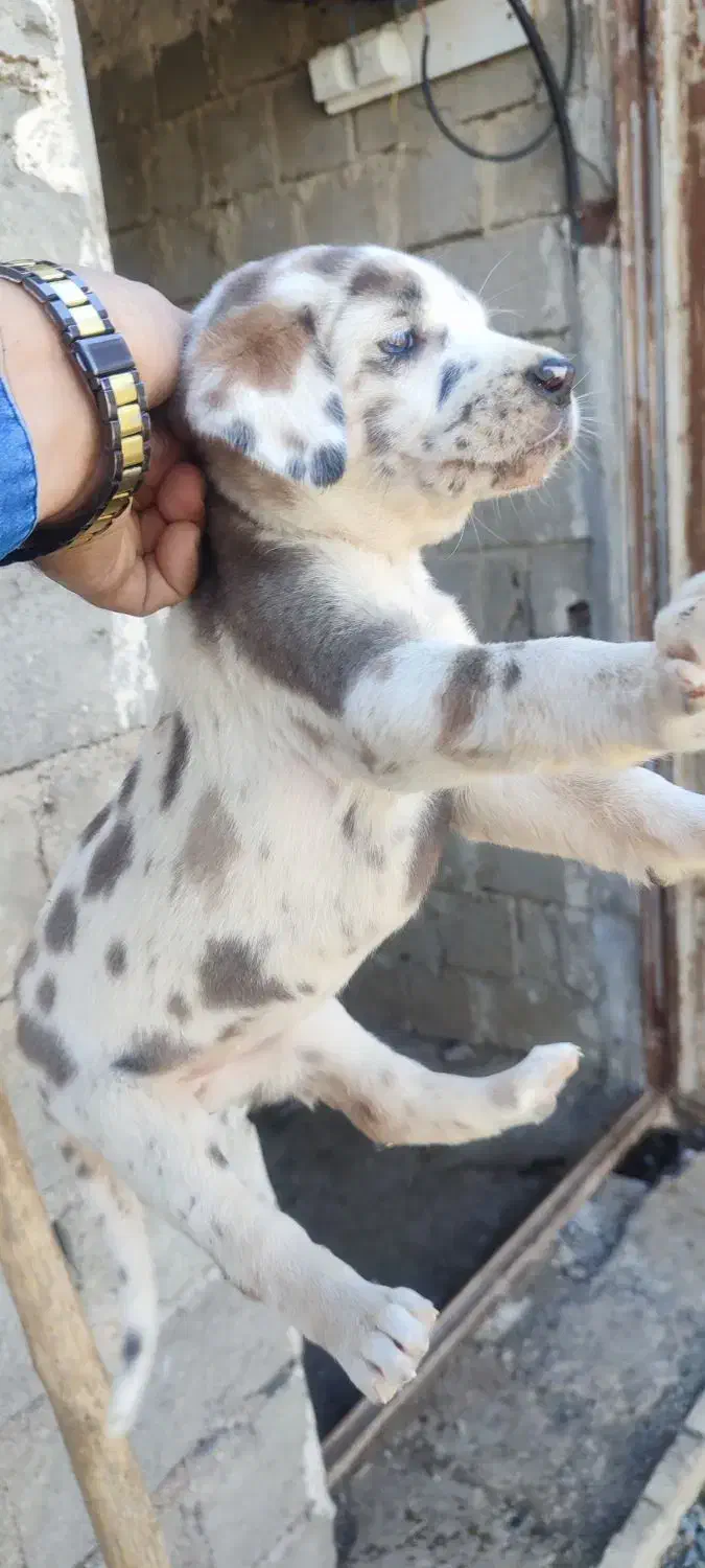 واگذاری توله های گریت دین|سگ|بوکان, |دیوار