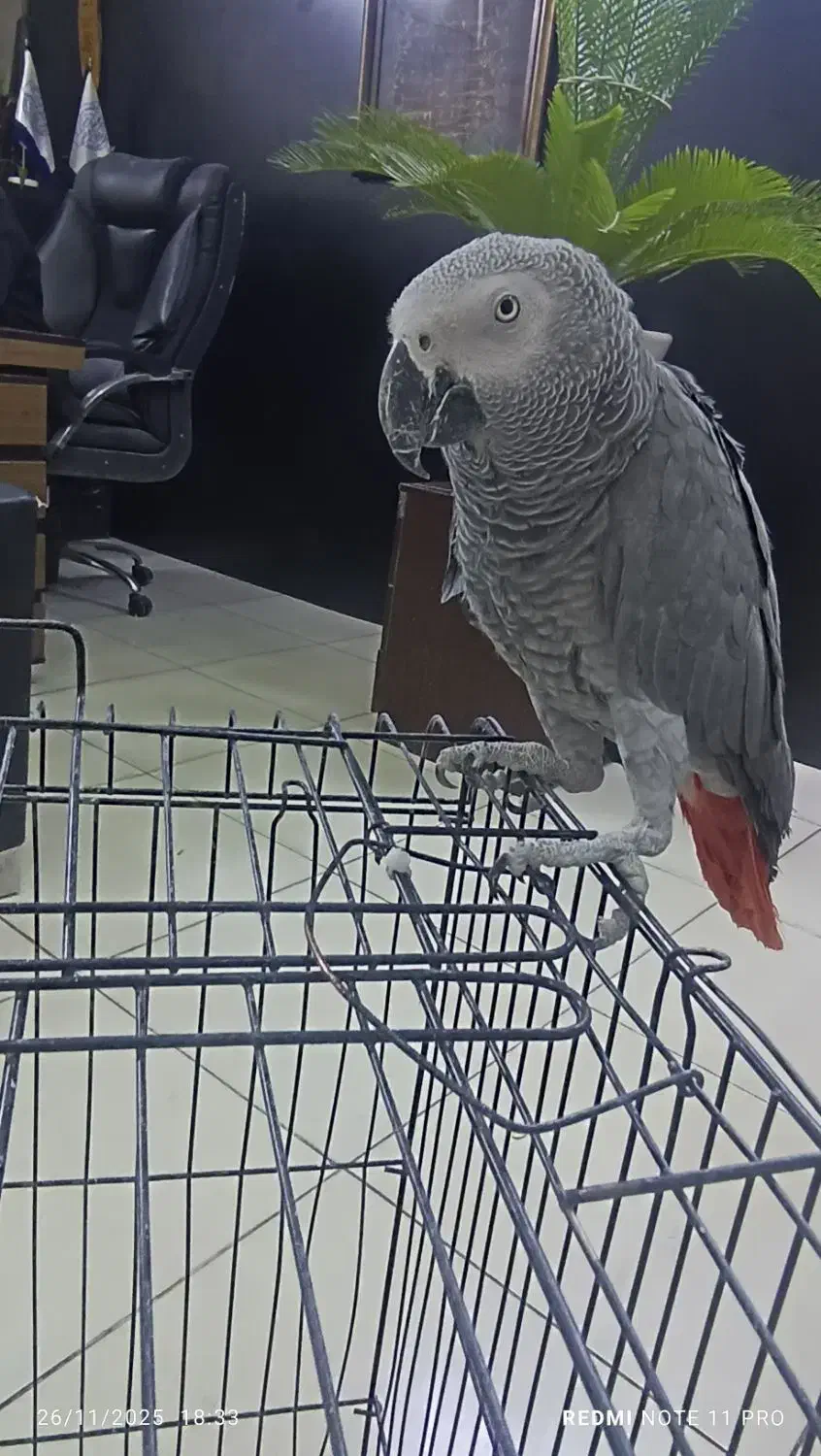 کاسکو 4 ساله سخنگو نر اماده|پرنده|پردیس, فاز ۳|دیوار