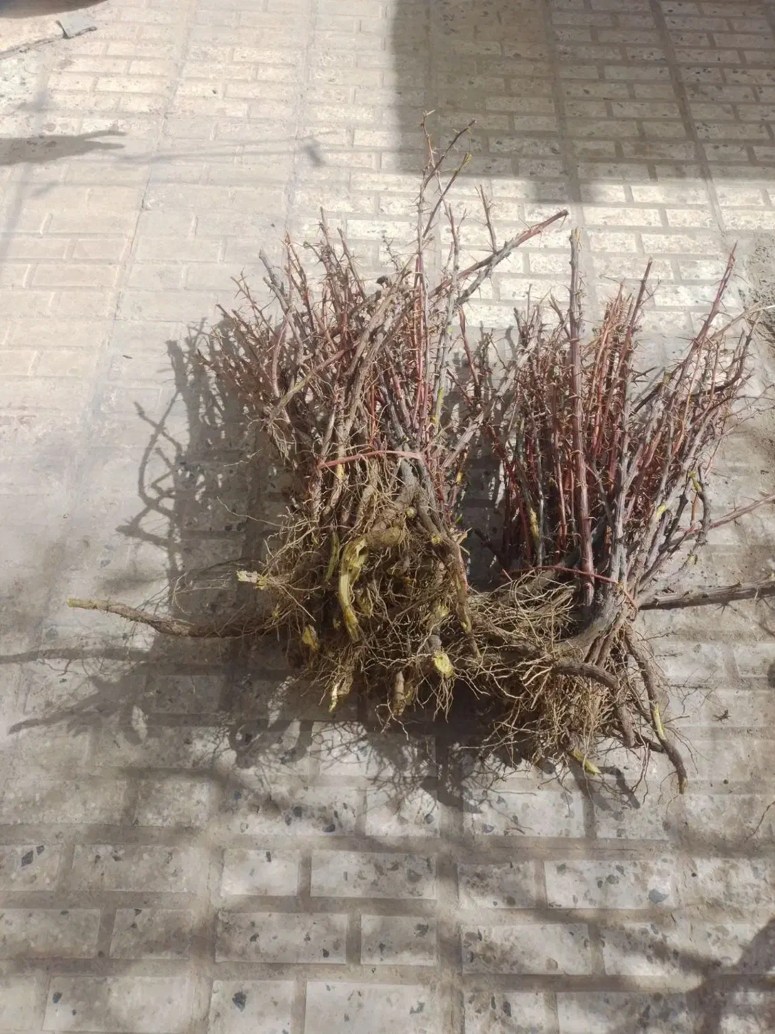 فروش وارسال نهال زرشک وعناب به سراسر کشور|خدمات باغبانی و درختکاری|قائن, |دیوار