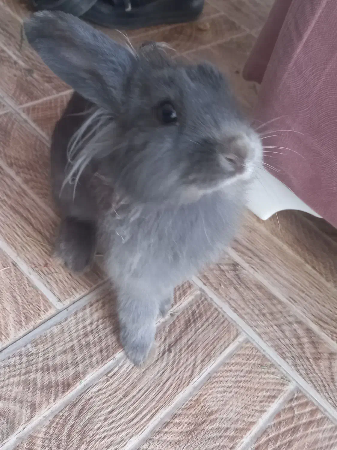 گمشده|موش و خرگوش|تربت جام, شیخ احمد جامی|دیوار