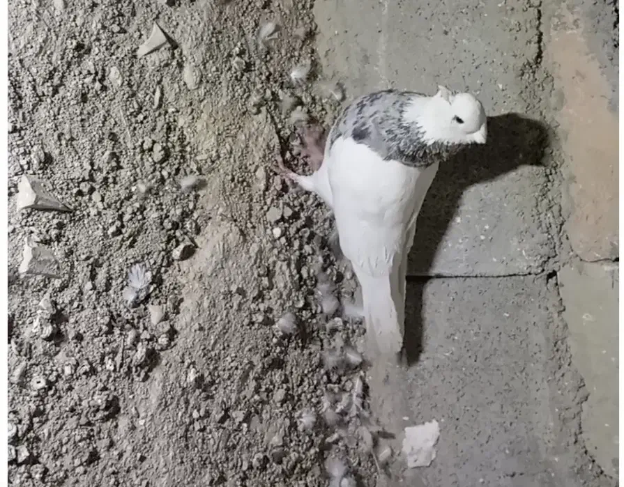 طوق الماسی ماده|پرنده|دهدشت, |دیوار