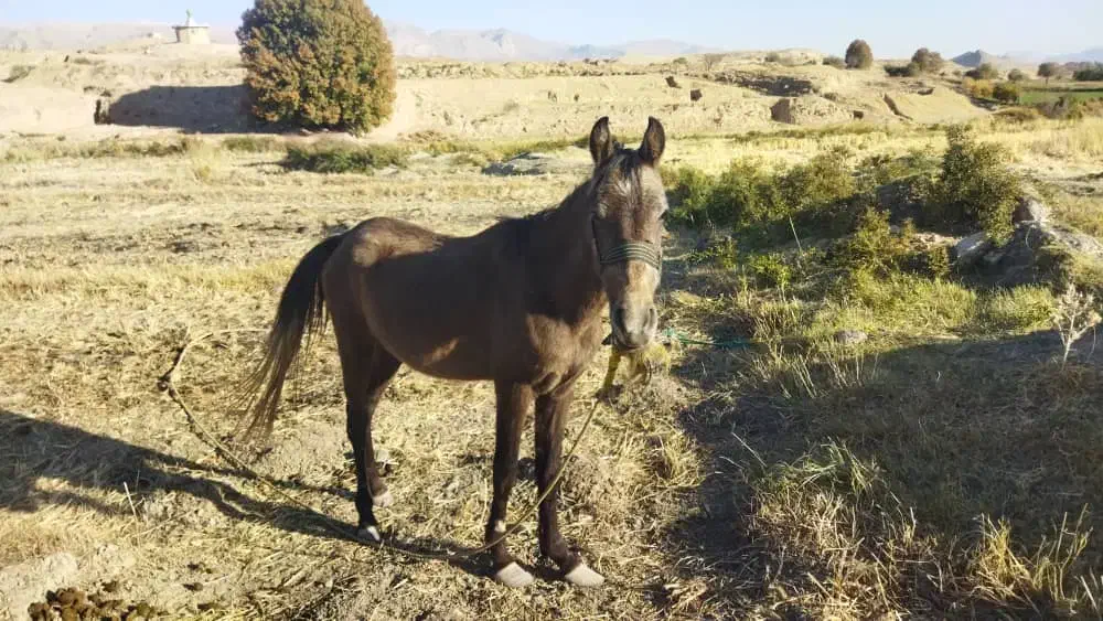 اسب نر|اسب و تجهیزات اسبسواری|صدرا-فارس, فاز ۱|دیوار