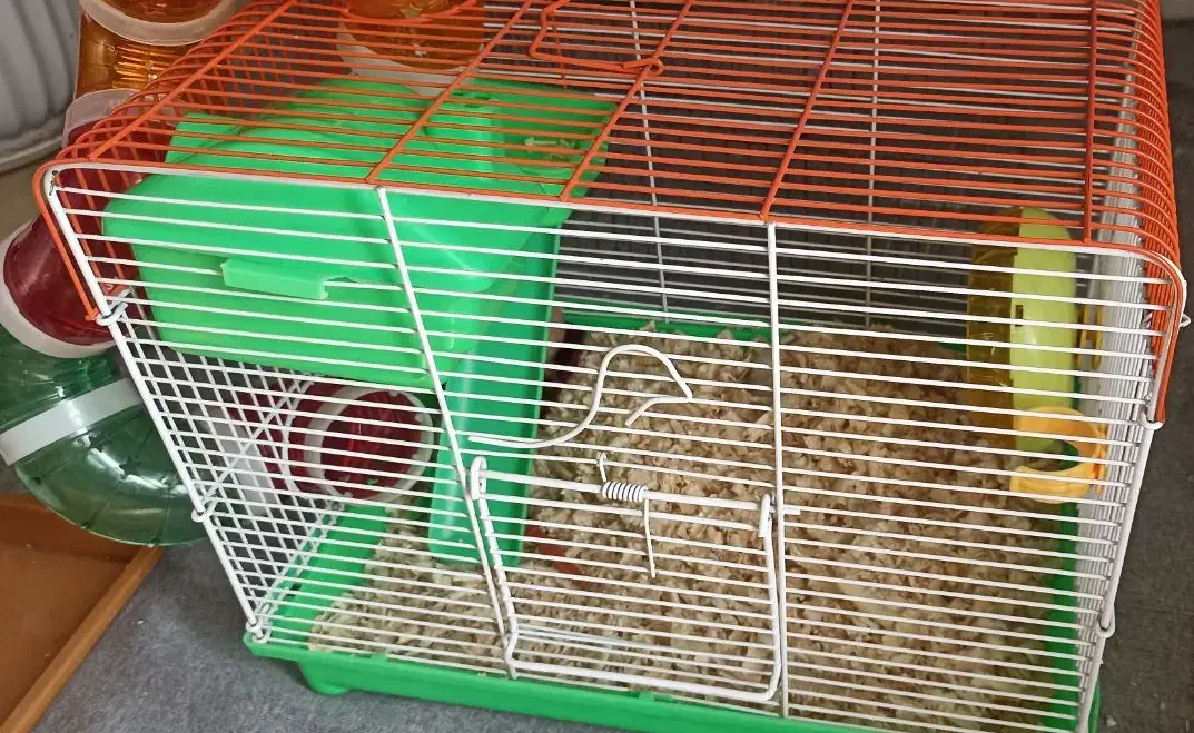 همستر|موش و خرگوش|بندرعباس, |دیوار