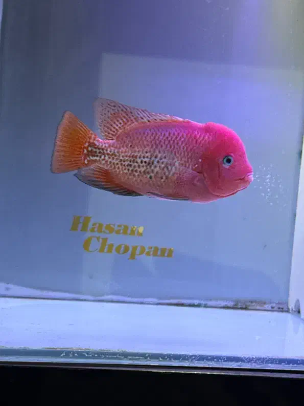 فلاور سوپر رد|ماهی|تهران, دردشت|دیوار