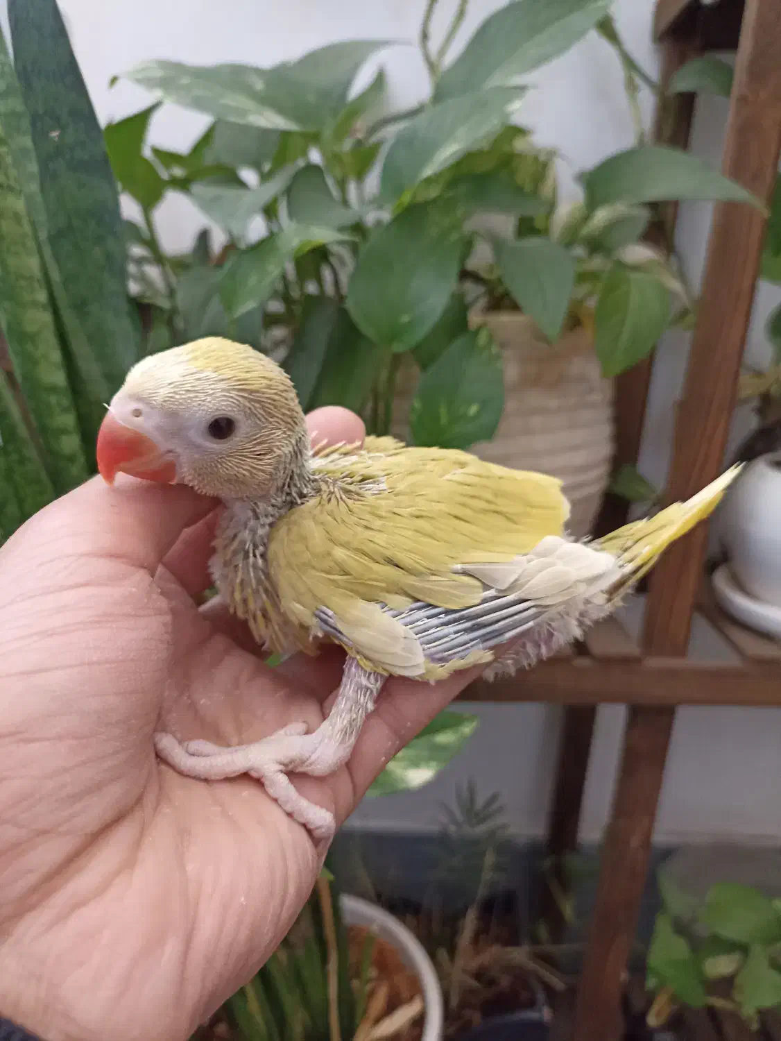 جوجه ملنگو اوپال خاص|پرنده|شیراز, مسلم|دیوار