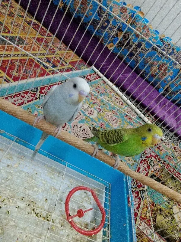 تو عدد مرغ عشق رام ۶۰۰تومان|پرنده|چابهار, |دیوار