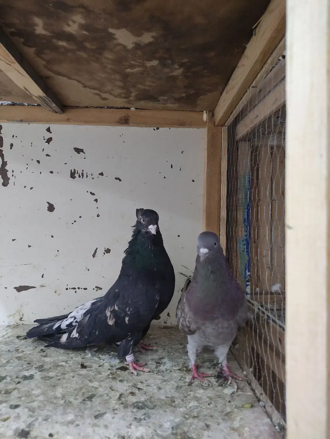 کبوتر کفتر|پرنده|خرمدره, |دیوار