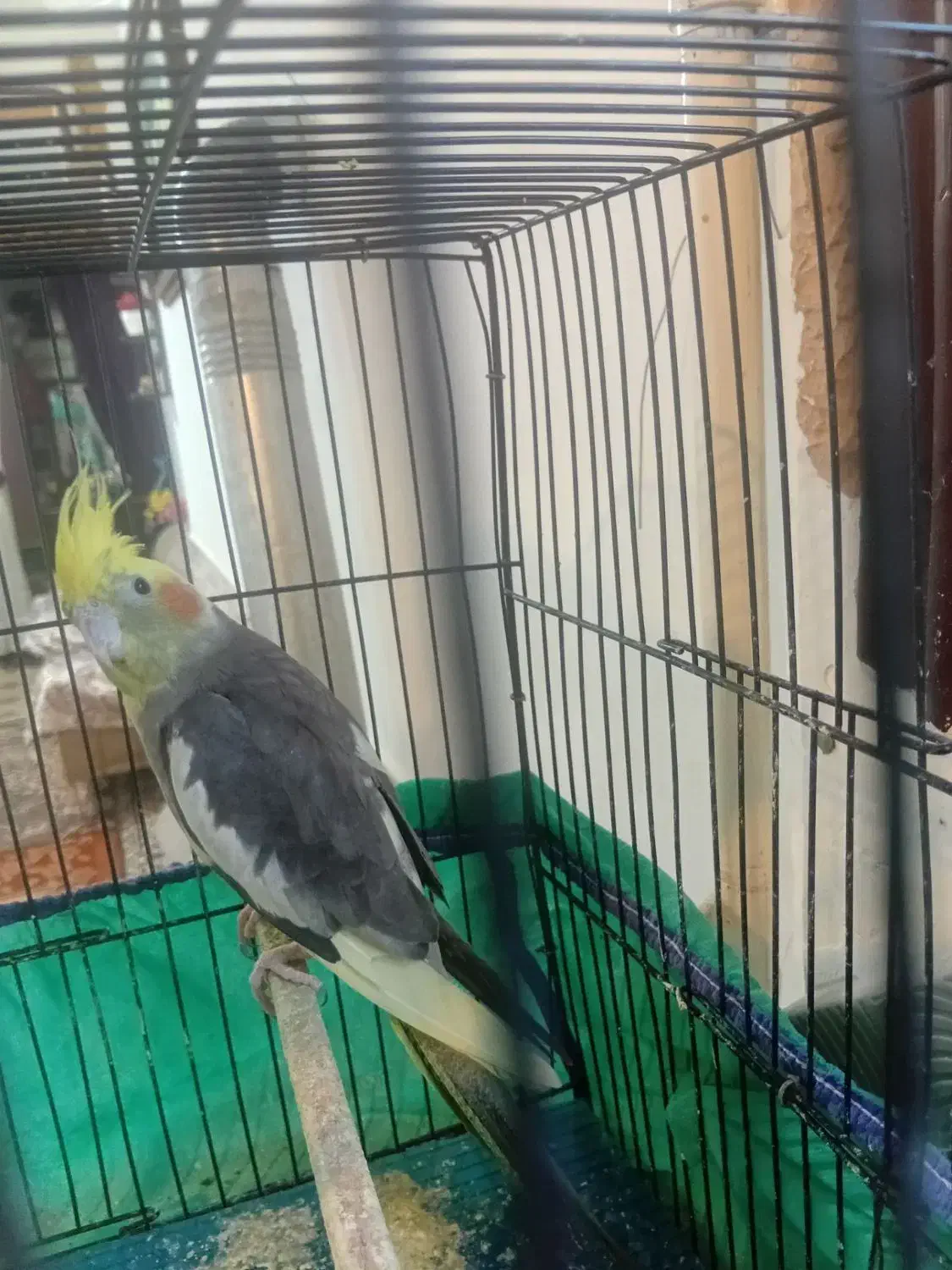 عروس هلندی ماده|پرنده|قرق, |دیوار